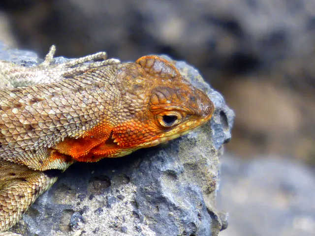 Head of the female Lava Lizard