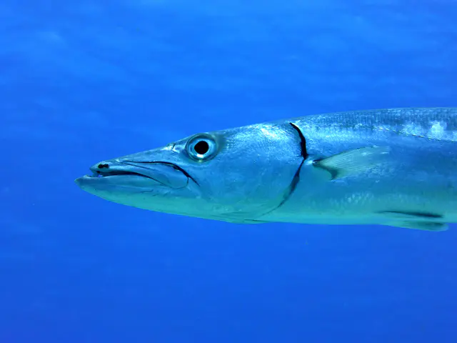 Underwater photograph by Joel Bergsma