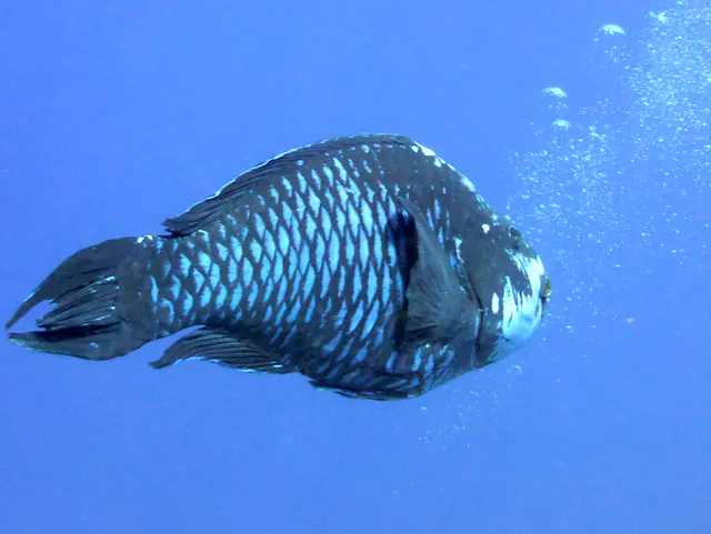 Underwater photograph by Joel Bergsma