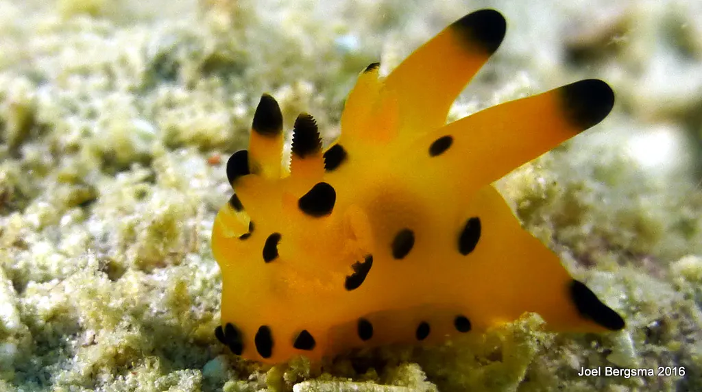 Underwater photograph by Joel Bergsma