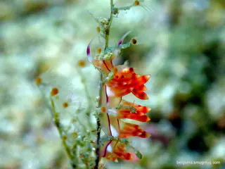 Underwater photograph by Joel Bergsma