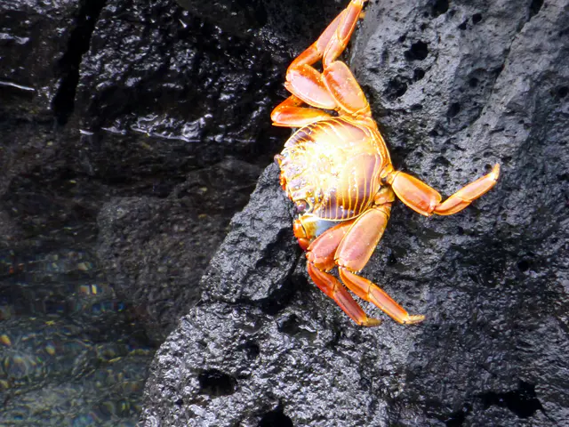 Sally Lightfoot Crab