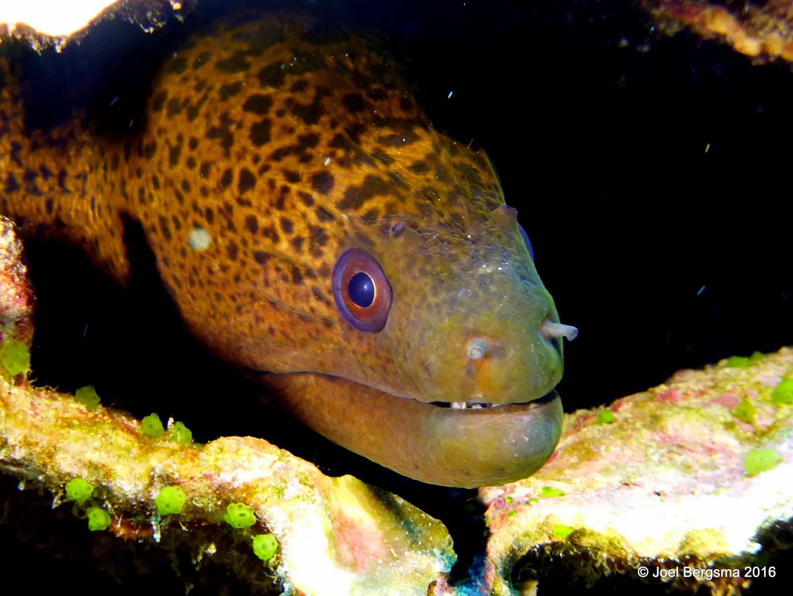 Underwater photograph by Joel Bergsma