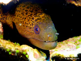 Underwater photograph by Joel Bergsma