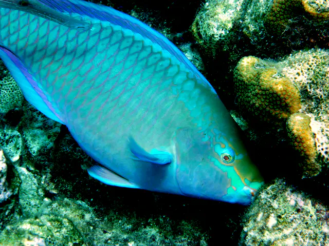 Underwater photograph by Joel Bergsma