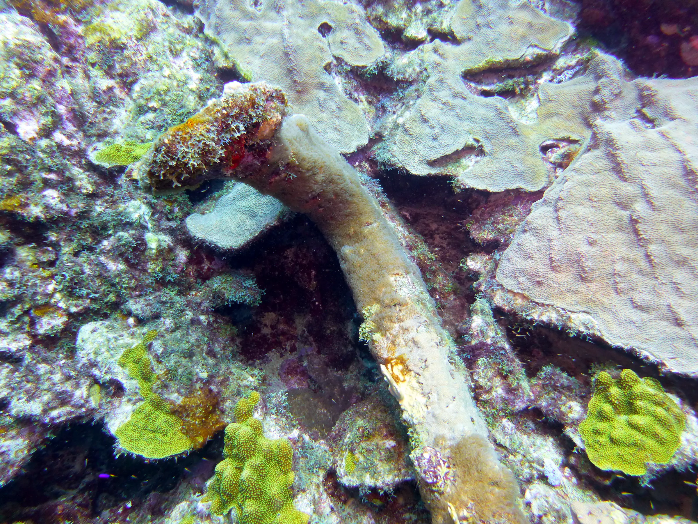 Bonaire underwater photograph, 2013