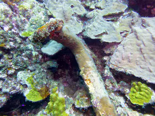 Underwater photograph by Joel Bergsma