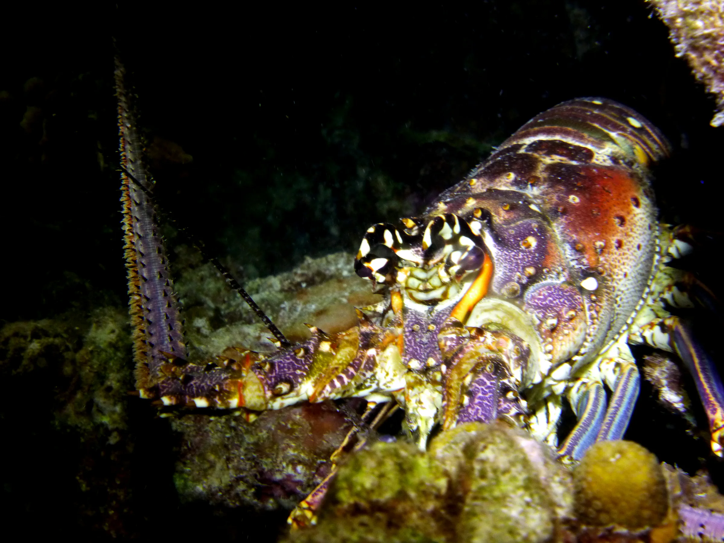 Lobster, Bonaire, 2013
