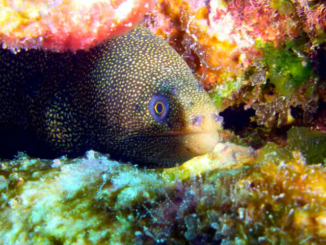 Underwater photograph by Joel Bergsma
