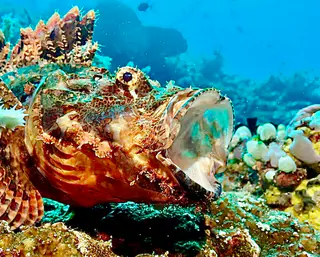 Underwater photograph by Joel Bergsma