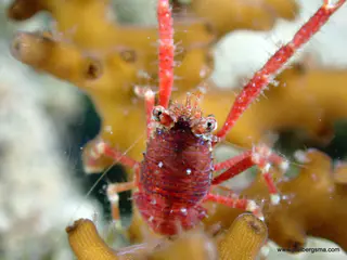 Underwater photograph by Joel Bergsma