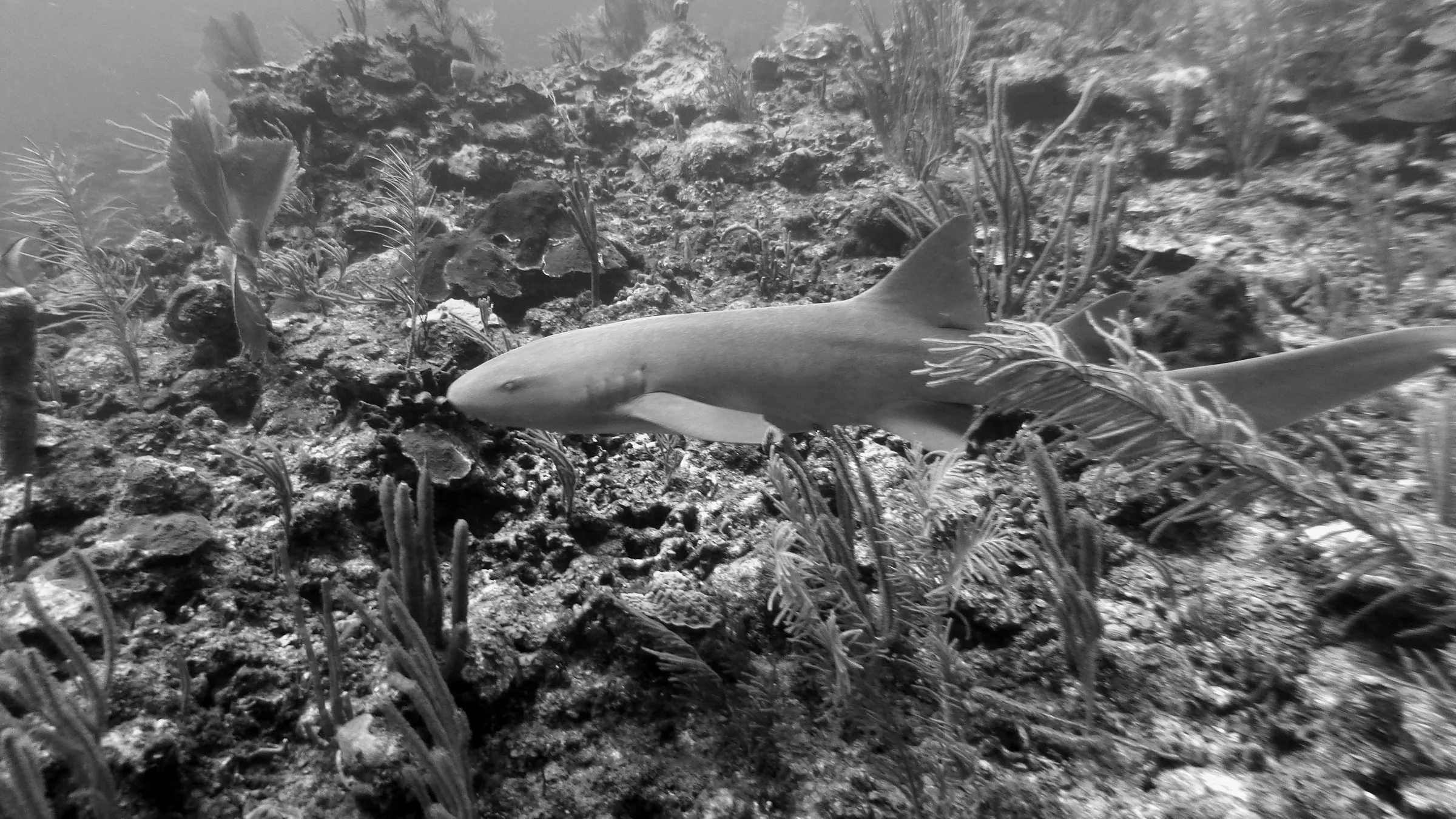 Nurse Shark, Belize, 2017