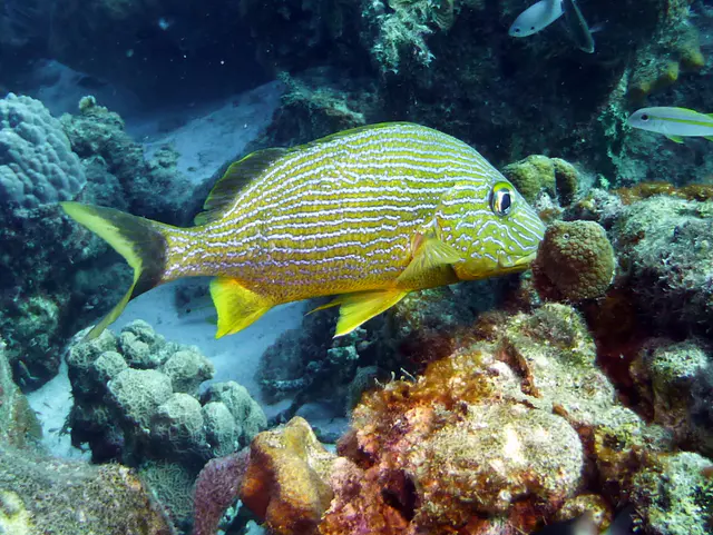Underwater photograph by Joel Bergsma