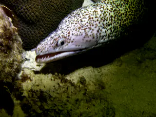 Underwater photograph by Joel Bergsma