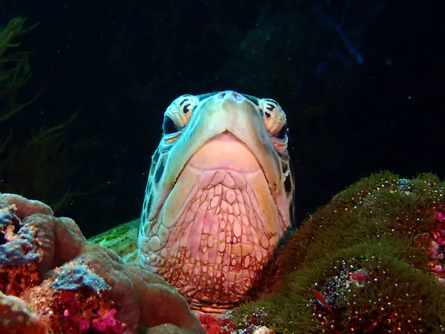Underwater photograph by Joel Bergsma