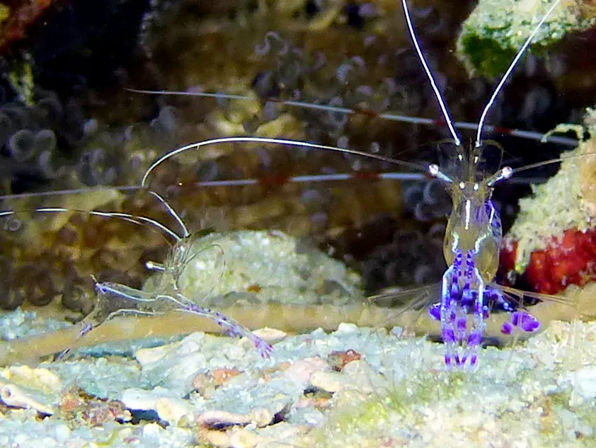 Curacao underwater photograph, 2015