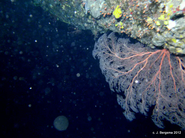 2012-02-05 Dives (8).JPG