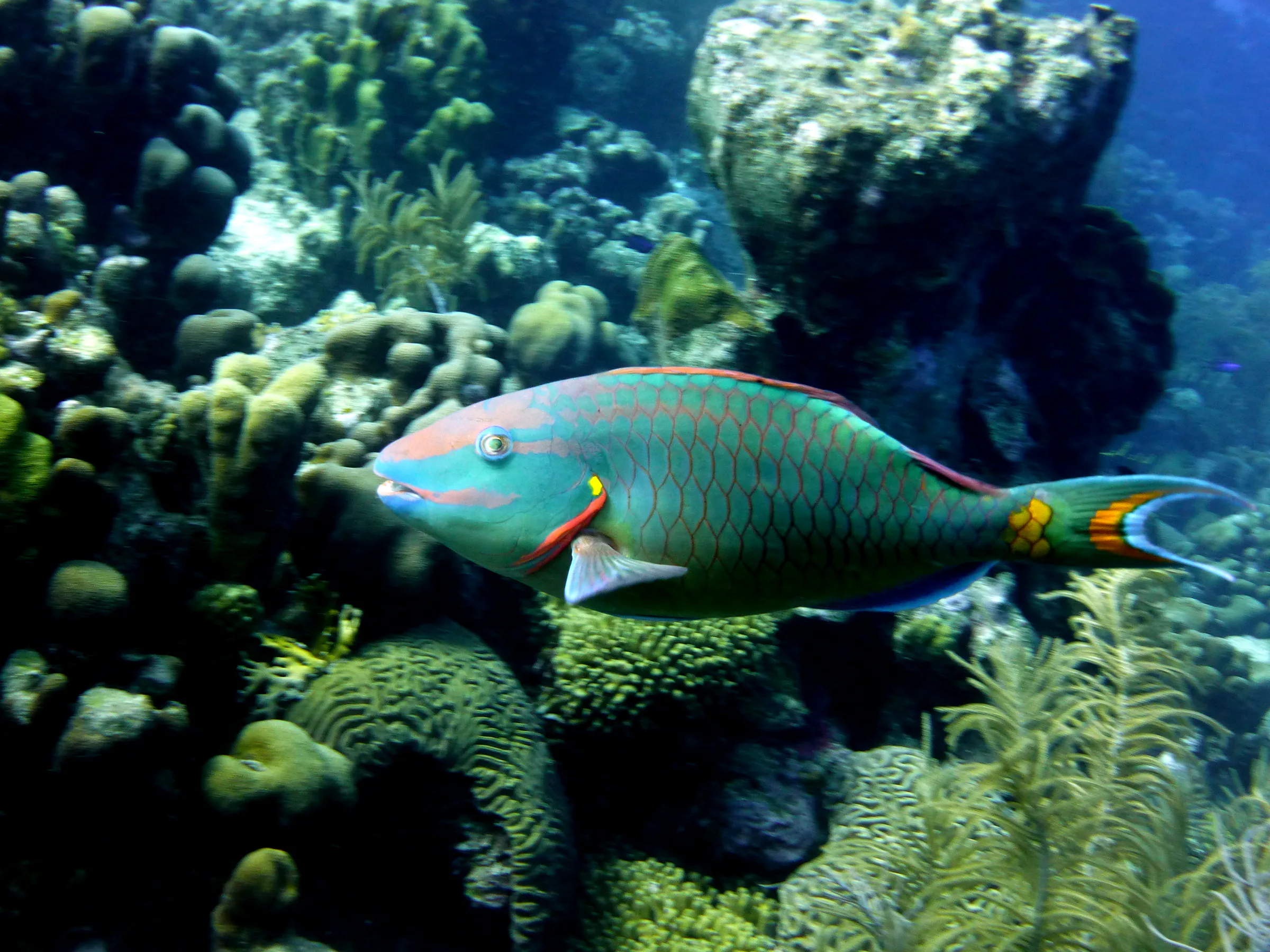 Parrotfish, Bonaire, 2013
