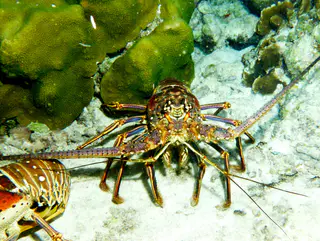 Underwater photograph by Joel Bergsma