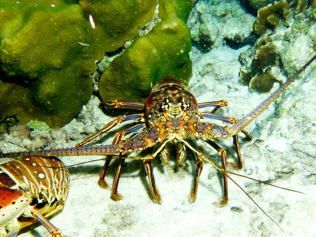 Underwater photograph by Joel Bergsma
