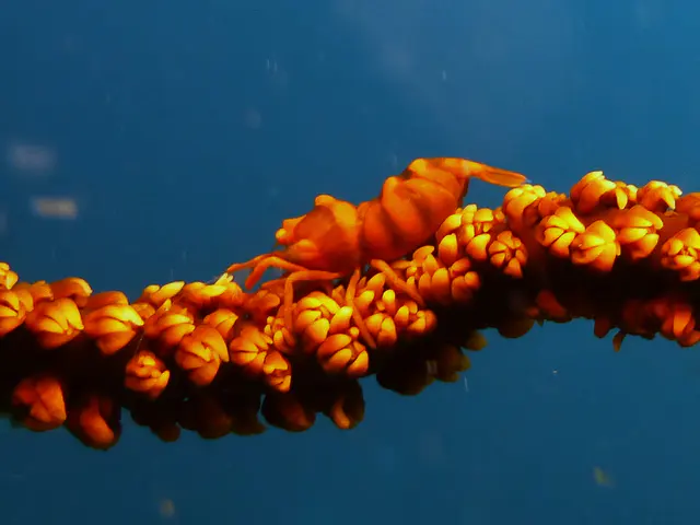 Underwater photograph by Joel Bergsma