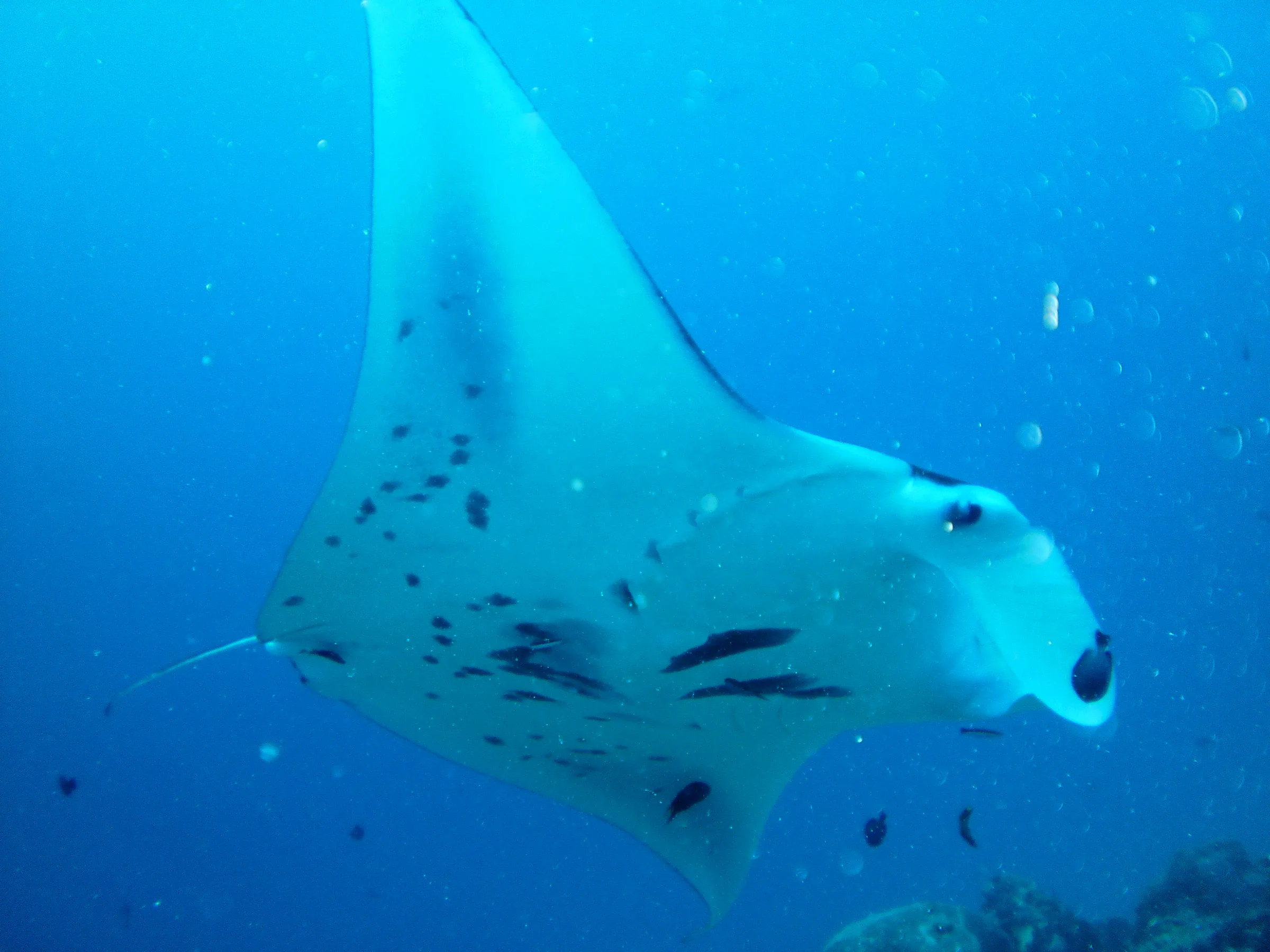 A black manta ray with white underbelly is shown with its cleaner fish.  It circles above the coral balmy cleaning station at the mouth of the German Channel, Palau.   2011-01-15.   Each manta ray has unique markings on its belly, so they are readily identifiable.