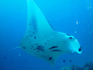 A black manta ray with white underbelly is shown with its cleaner fish. It circles above the coral balmy cleaning station at the mouth of the German Channel, Palau. 2011-01-15. Each manta ray has unique markings on its belly, so they are readily identifiable.