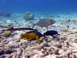 Underwater photograph by Joel Bergsma