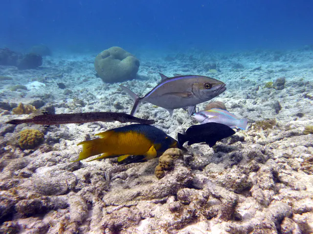 Underwater photograph by Joel Bergsma