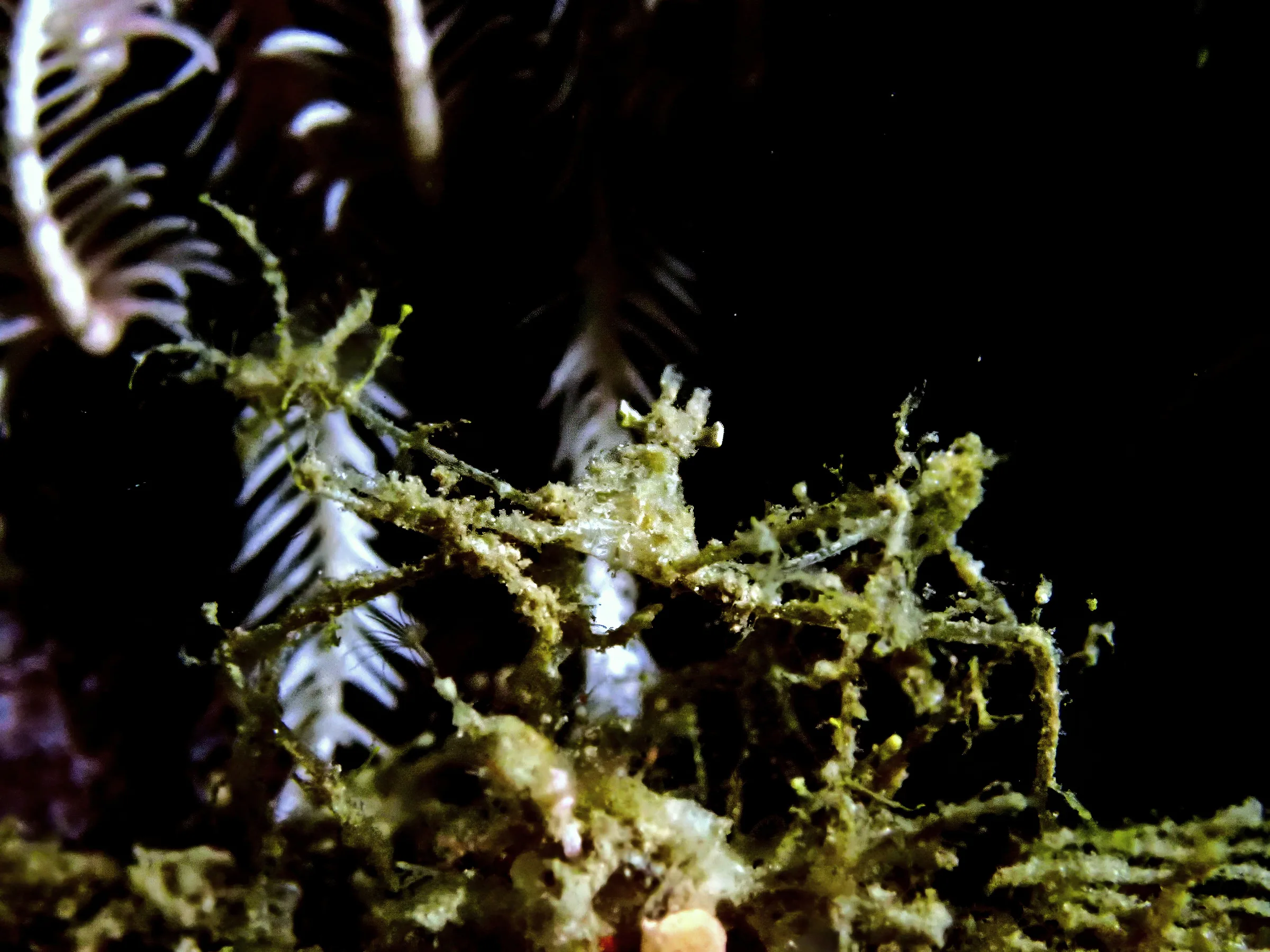 Sipadan, Mabul and Kapalai underwater photograph, 2023
