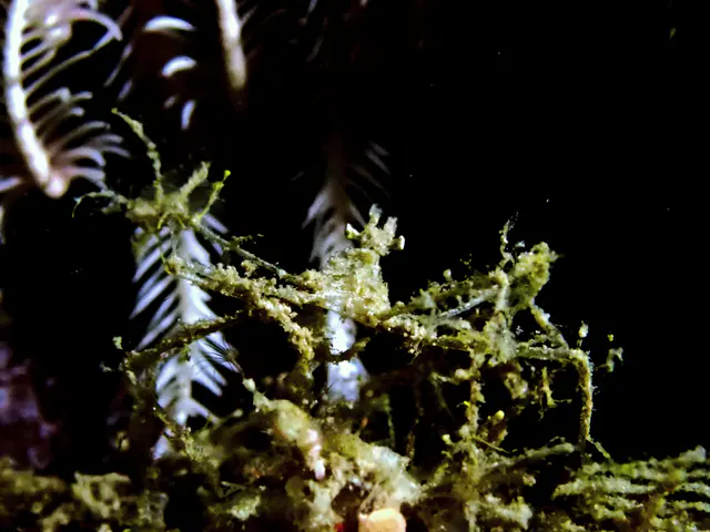Underwater photograph by Joel Bergsma