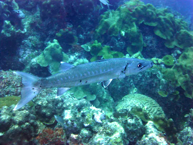 Underwater photograph by Joel Bergsma