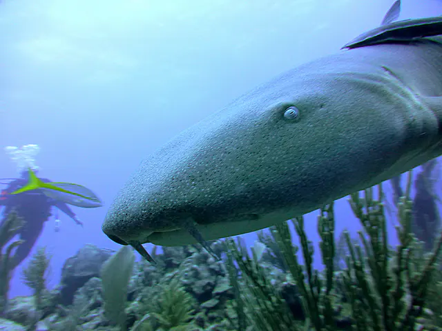 Underwater photograph by Joel Bergsma