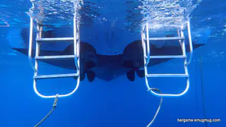 Underwater photograph by Joel Bergsma