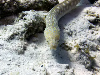 Underwater photograph by Joel Bergsma
