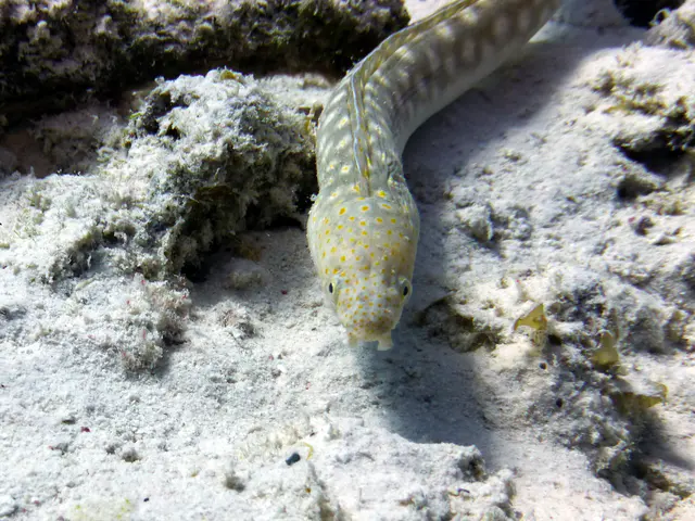Underwater photograph by Joel Bergsma