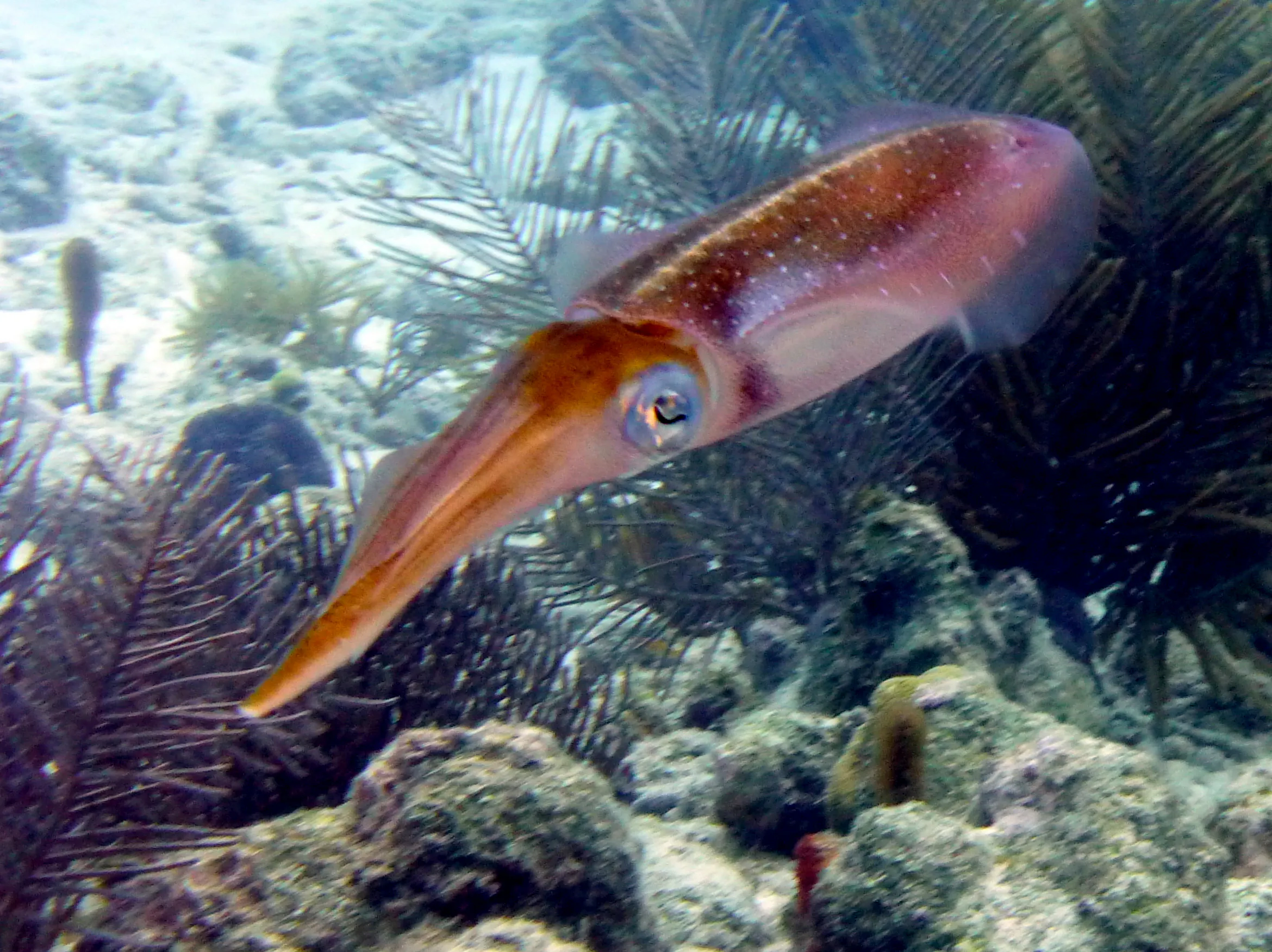 Reef Squid, Bonaire, 2013