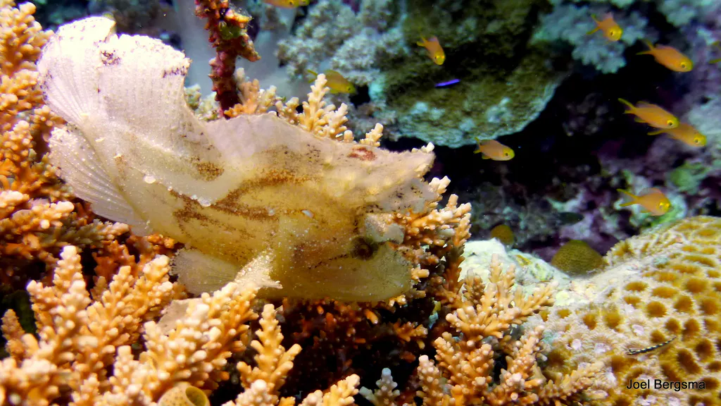 Underwater photograph by Joel Bergsma
