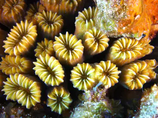 Underwater photograph by Joel Bergsma
