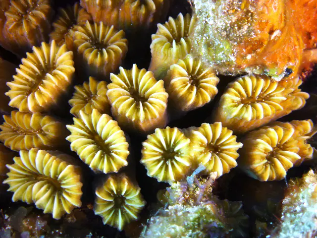 Underwater photograph by Joel Bergsma