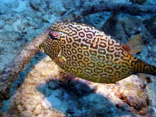 Underwater photograph by Joel Bergsma