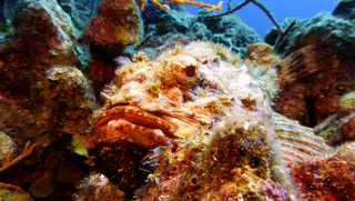 Underwater photograph by Joel Bergsma