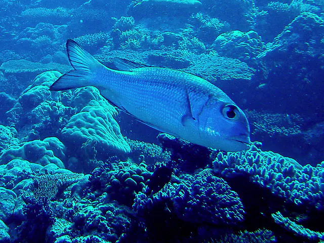 Fish, possibly a snapper.