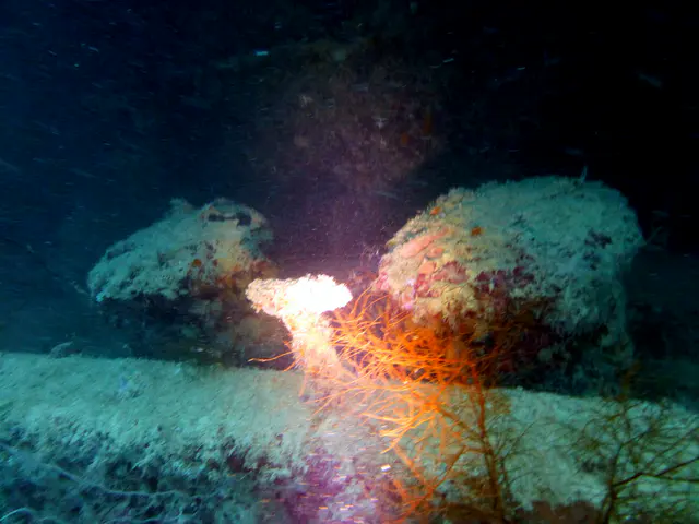 Underwater photograph by Joel Bergsma