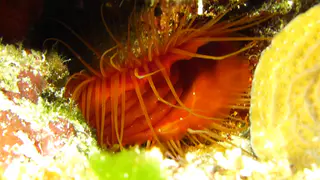 Underwater photograph by Joel Bergsma