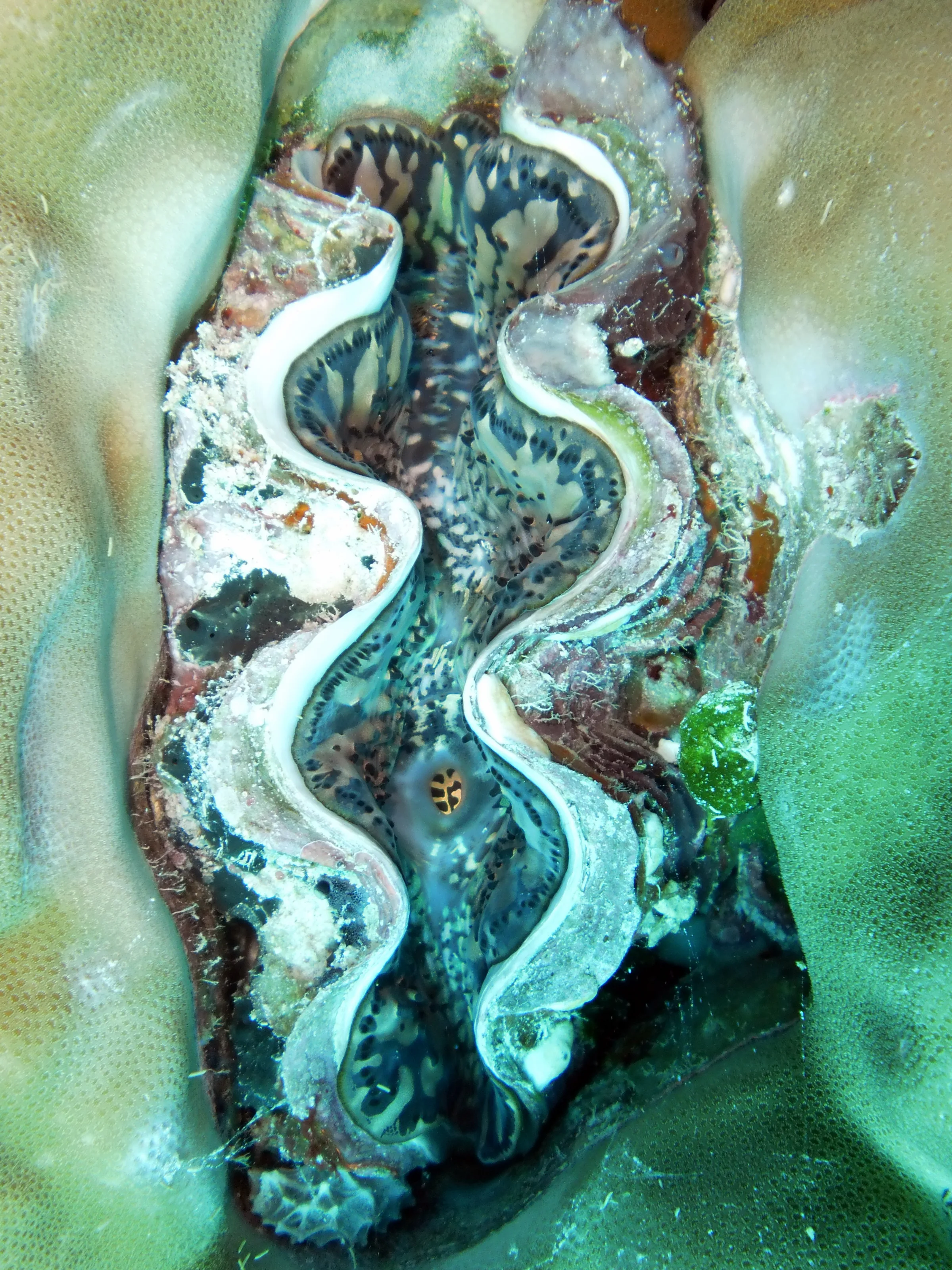 A Clam mirrors the color of the coral in which it is wedged.