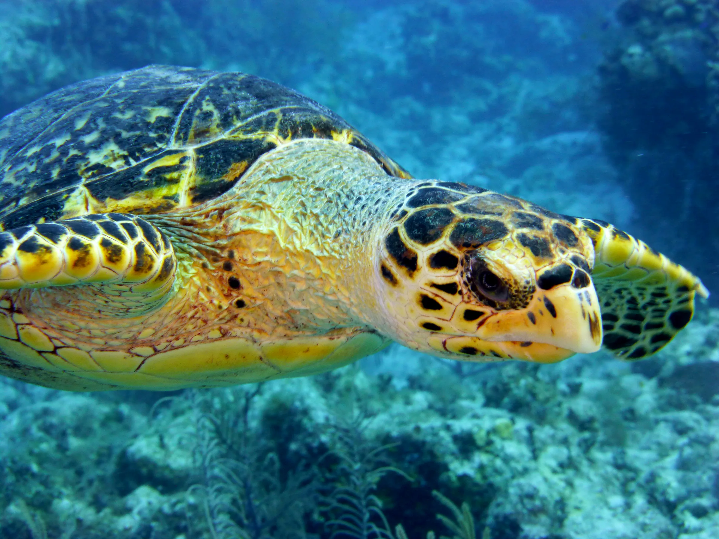 Hawksbill Turtle, Cayman Islands, 2014