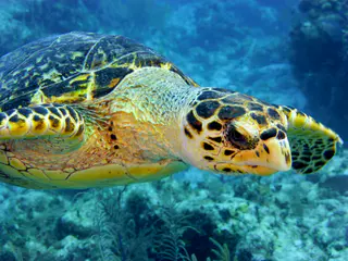Underwater photograph by Joel Bergsma