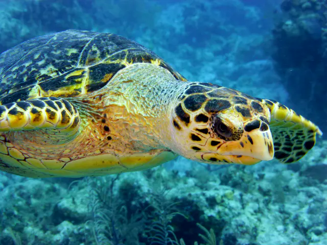 Underwater photograph by Joel Bergsma