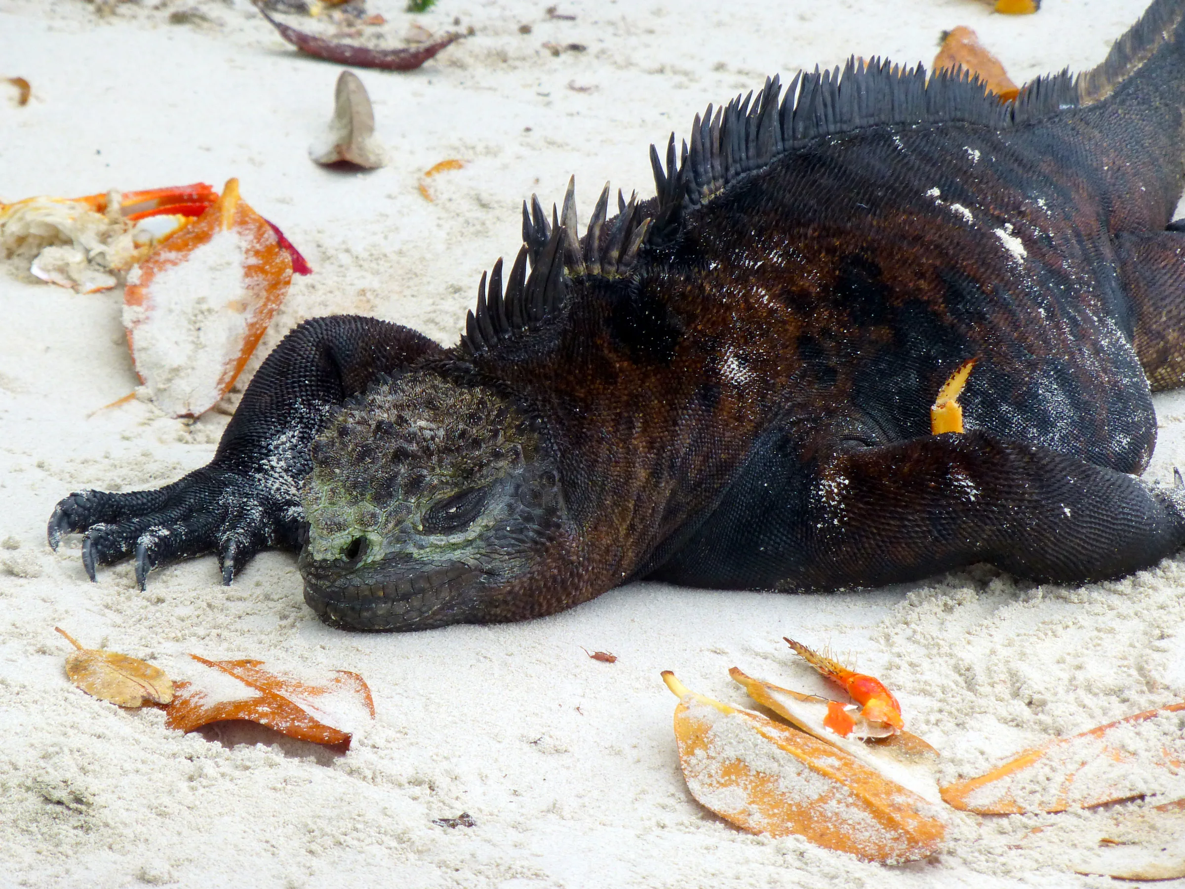 A Marine Iguana, a reptile unique to the Galapagos Islands, basks in the warmth of the sandy beach.